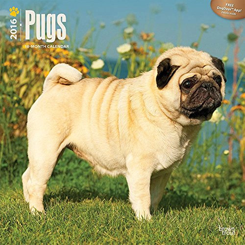 Pugs 2016 - Möpse - 18-Monatskalender mit freier DogDays-App: Original BrownTrout-Kalender [Mehrsprachig] [Kalender] (Wall-Kalender)