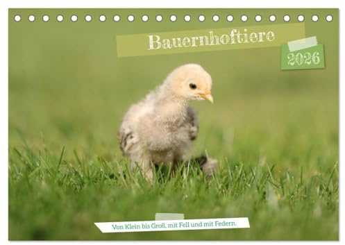Bauernhoftiere - Von Klein bis Groß, mit Fell und mit Federn. (Tischkalender 2026 DIN A5 quer), CALVENDO Monatskalender: Auf den Bauernhöfen ist ... und ganz viel Hufgetrappel. (CALVENDO Tiere)