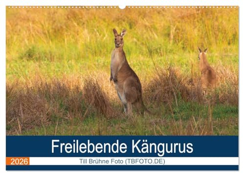 Freilebende Kängurus (Wandkalender 2026 DIN A2 quer), CALVENDO Monatskalender: Kängurus in Australien (CALVENDO Orte)