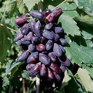 UVA PIZZUTELLO NERO (1 PIANTA) matura a settembre