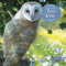 Patricia Mccarthy's British Wildlife 2024 Calendar