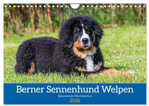 Berner Sennenhund Welpen - Bezaubernde Plüschbärchen (Wandkalender 2026 DIN A4 quer), CALVENDO Monatskalender: Zauberhafte Bärchen (CALVENDO Tiere)