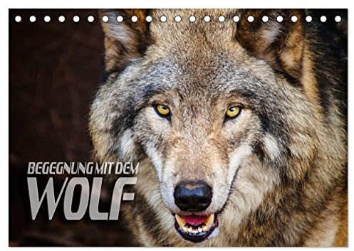 Begegnung mit dem Wolf (Tischkalender 2026 DIN A5 quer), CALVENDO Monatskalender: Faszinierende Aufnahmen von Wölfen aus verschiedenen Territorien (CALVENDO Tiere)