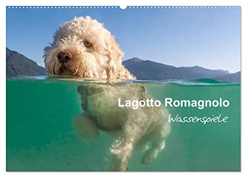 Lagotto Romagnolo - Wasserspiele (Wandkalender 2026 DIN A2 quer), CALVENDO Monatskalender: Sensationelle Bilder des Italienischen Wasserhundes (CALVENDO Tiere)