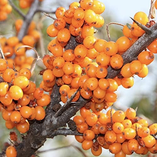 Friesdorfer Orange selbstfruchtbarer kräftiger Sanddorn 40-60 cm im 3,5-5 Liter Topf