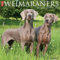 Weimaraners 2026 12 X 12 Wall Calendar