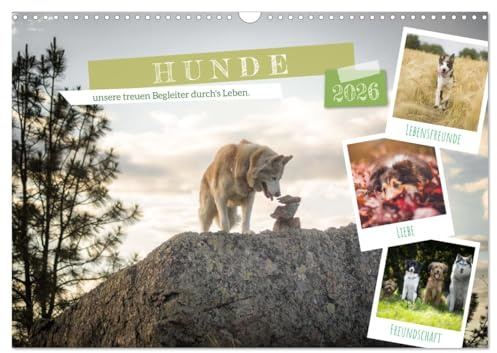 Hunde, unsere treuen Begleiter durch's Leben. (Wandkalender 2026 DIN A3 quer), CALVENDO Monatskalender: Hunde unsere täglichen Begleiter und Freunde auf 4 Pfoten! (CALVENDO Tiere)