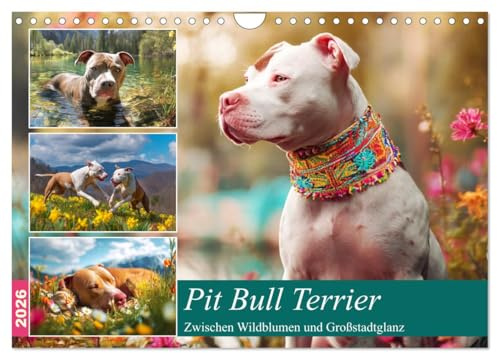Pit Bull Terrier. Zwischen Wildblumen und Großstadtglanz (Wandkalender 2026 DIN A4 quer), CALVENDO Monatskalender: Farbenfrohen Bilder von tollen ... Fröhlichkeit und Schönheit (CALVENDO Tiere)