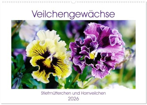 Veilchengewächse - Stiefmütterchen und Hornveilchen (Wandkalender 2026 DIN A2 quer), CALVENDO Monatskalender: Fröhlich bunte Blütenporträts (CALVENDO Natur)