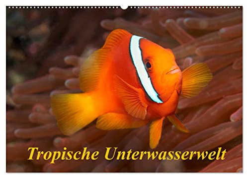 Tropische Unterwasserwelt (Wandkalender 2026 DIN A2 quer), CALVENDO Monatskalender: Tropische Fische in faszinierenden Unterwasserfotos (CALVENDO Tiere)
