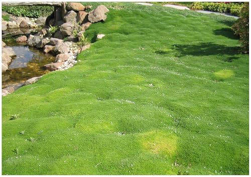 Stauden Gänge 10 x Sagina subulata Sternmoos winterhart | Trittfester Bodendecker als Rasenersatz für Sonne bis Halbschatten, mehrjährig, winterhart, 9x9 cm Topf