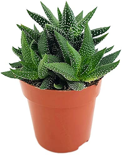 Fangblatt - Haworthia fasciata concolor - kompakte Sukkulente im Ø 9 cm Topf - pflegeleichte Zimmerpflanze