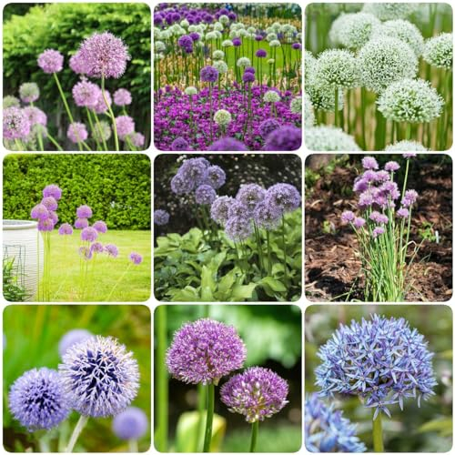 15 pcs allium giganteum pflanze zwiebeln, zimmergewächshaus anzucht flowers bienen wiese zierlauch riesenlauch,Hydrokultur pflanzendeko topfpflanzen zimmerbonsai bonsai blumenzwiebeln