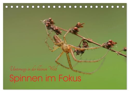 Spinnen im Fokus (Tischkalender 2026 DIN A5 quer), CALVENDO Monatskalender: Die Vielfalt der einheimischen Spinne in Farbe und Form erstaunt von Tag zu Tag immer wieder neu. (CALVENDO Tiere)