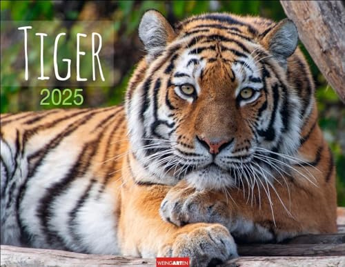 Tiger Kalender 2025: Die majestätischen Großkatzen in einem großen Wand-Kalender. Hochwertiger Fotokalender mit Porträts der verschiedenen Tigerarten 44 x 34 cm Querformat (Tierkalender Weingarten)