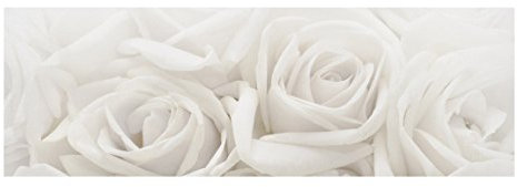Bilderwelten Top Leinwandbild Blumen Panorama, 50 x 150cm, Weiße Rosen