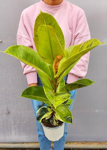 POWERS TO FLOWERS - FICUS ELASTICA ROBUSTA SHIVEREANA, VASO 17CM DIAMETRO, pianta vera