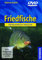 Friedfische: Erfolgreich angeln