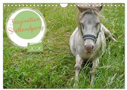 Faszination Shetlandpony (Wandkalender 2026 DIN A4 quer), CALVENDO Monatskalender: Ausgewählte Motive vom blauäugigen Shetlandpony Fredo (CALVENDO Tiere)