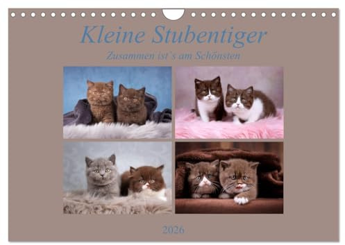 Kleine Stubenstiger (Wandkalender 2026 DIN A4 quer), CALVENDO Monatskalender: Zusammen ist`s am Schönsten (CALVENDO Tiere)