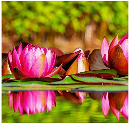 Aquatic Plant Pond Soil - 11 Litres Lily, Tropical Lotus, Water Iris & Pond Plant Peat Free Compost - Hydrate at Home