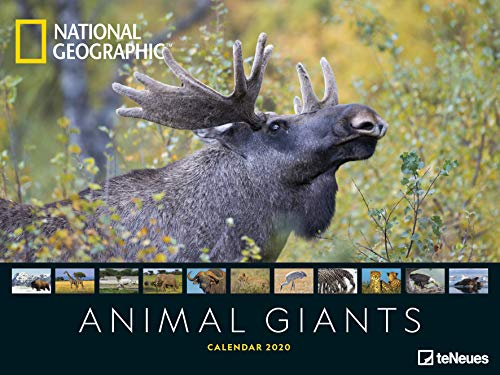National Geographic Animal Giants 2020 - Posterkalender - 64x48cm - Landschaftskalender - Tierkalender - atemberaubende Fotografie