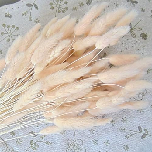 Fleurs séchées Lagurus ovatus Rose pâle, Mini Herbe de Pampa Queue de Lapin Naturel Bouquet Vintage pour Décoration de Mariage (Rose)