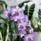 semi di orchidea dendrobium - semi di fiori recisi piante in vaso estremamente resistenti decorazione ufficio prato fiorito piante da giardino da seme resistenti perenni semi di piante 750pcs