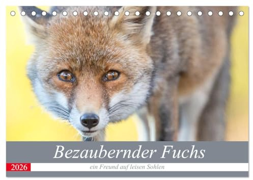 Bezaubernder Fuchs - ein Freund auf leisen Sohlen (Tischkalender 2026 DIN A5 quer), CALVENDO Monatskalender: Ein wilder Fuchs - 12 großartige Fotos. (CALVENDO Tiere)