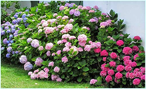 20 Semillas de Hortensia Mixta (Hydrangea Viburnum)