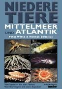Niedere Tiere Mittelmeer + Atlantik