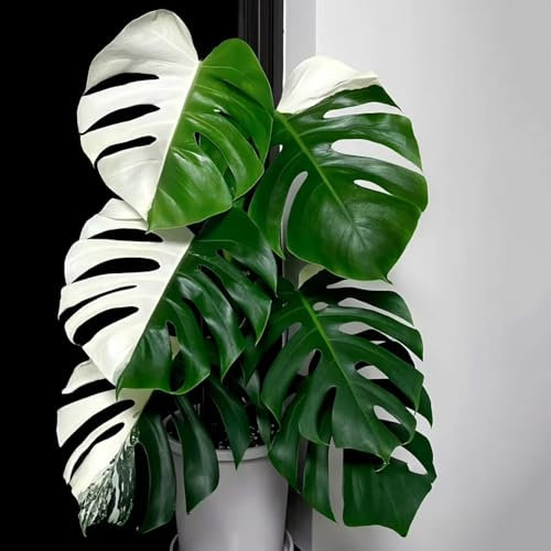 pianta di monstera - semi di bonsai monstera deliziosa piante da balcone piante in vaso per gli amanti del giardino vasi per giardino decorazione del balcone fiori da 20pcs