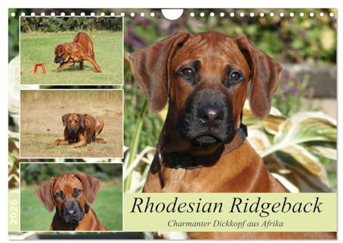 Rhodesian Ridgeback - Charmanter Dickkopf aus Afrika (Wandkalender 2026 DIN A4 quer), CALVENDO Monatskalender: Ridgebacks - Einfach tolle Hunde (CALVENDO Tiere)