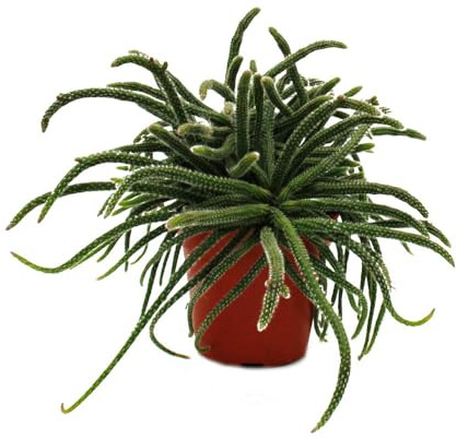 Rhipsalis baccifera horrida Korallenkaktus 12cm Topf