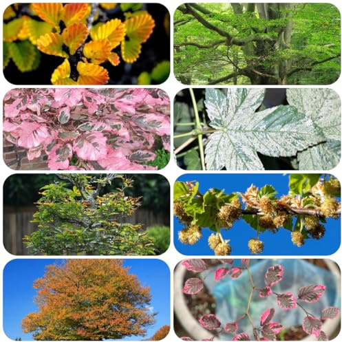 rotbuche heckenpflanzen, geschenke für gartenliebhaber garten baumsamen seltene balkonpflanzen für sonnige plätze winterharte 300samen