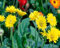100 graines de marguerites jaunes en fleurs
