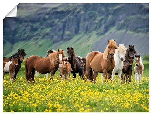 ARTLAND Wanddeko Poster & Kunstdrucke Wandposter 80x60 cm Pferd Wildpferde Herde Isländer Island Tiere Natur Landschaft Blumen T1SL
