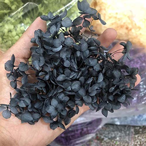 WOOAI 3 g natürliche frische konservierte Blumen, getrocknete Hortensien-Blütenkopf für DIY echte ewige Lebensblumen, Material: 10