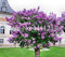 Potseed . 100 PC-lila Blumen Japanische Flieder (Extremely Fragrant) Lila Blume Baum Pflanze, Staudengarten Aromatic Topfpflanze: 7