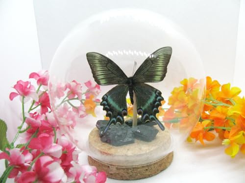 Garantiertes Einzelstück ~ Art Kunst ~ Eine Glaskugel mit echten präparierten Schmetterling in 3D (Nr 05)