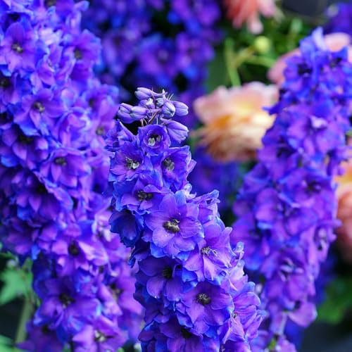 semi di delphinium Delphinium elatum vasi per piante semi di fiori selvatici pianta da appartamento semi di fiori decorazione del balcone perenni piante da giardino giardino soggiorno 15pcs