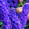 semi di delphinium Delphinium elatum vasi per piante semi di fiori selvatici pianta da appartamento semi di fiori decorazione del balcone perenni piante da giardino giardino soggiorno 15pcs