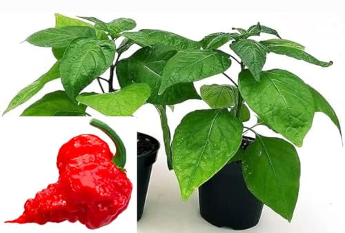 POWERS TO FLOWERS - PEPERONCINO CAROLINA REAPER BIO, 2 PIANTE, Vaso 10cm, piante vere