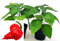 POWERS TO FLOWERS - PEPERONCINO CAROLINA REAPER BIO, 2 PIANTE, Vaso 10cm, piante vere