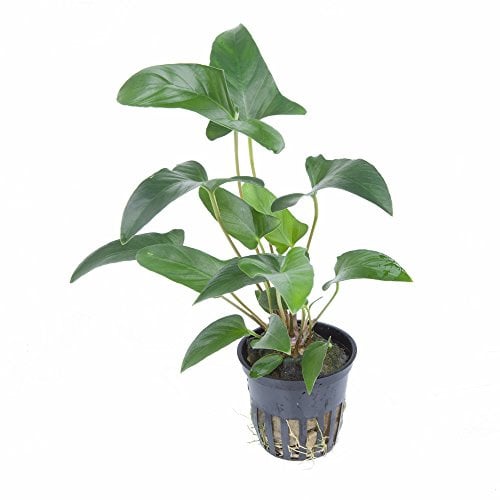 WASSERPFLANZEN WOLFF° Efeublättriges Speerblatt/Anubias gracilis | Elegante Aufsitzerpflanze | Robust, Barschfest & Geringer Lichtbedarf | Für Mittel- und Hintergrund