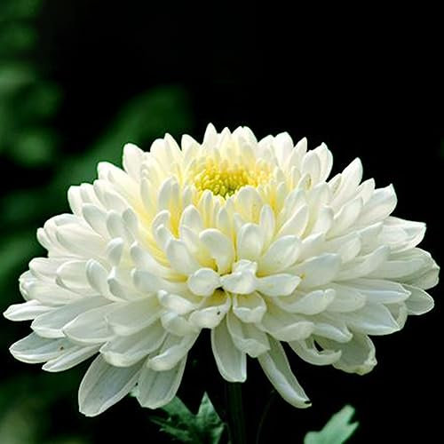 lamphle 100 Unids Flor de Crisantemo Blanco Semillas de Plantas Home Garden Bonsai Balcón Decoración Flor Fruta Árbol Vegetal Semillas Semillas de crisantemo 100pcs