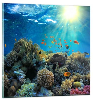 Wandbilder Dekoration Wohnzimmer Korallenriff Ozean Maritim Bilder auf Glas 50x50cm Glasbild Schlafzimmer Küche Deko Wand Kunstdruck Art Klein Wanddeko Bild im Glas Modern Wall Decor GAC50x50-5198