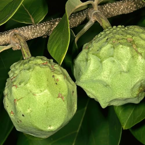 Pianta vera di Annona cherimola Cumbe