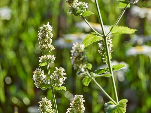 1,500 Seeds/Pack Lemon Catnip – Nepeta cataria – Fragrant Herb for Cats, Toys & Garden Use
