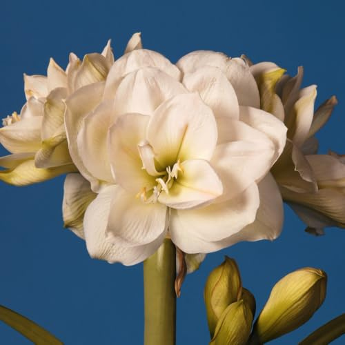 Amaryllis White Amadeus | 1 Stück | Blumenzwiebel | Schnittblume | Topfpflanze | Geeignet für Kübel | Zimmerpflanze | Weiß | Zwiebelgröße 28/30 | Ritterstern | 100% Blütegarantie | QFB Gardening